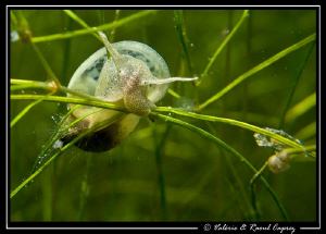 Fresh water snail
(Often, because of the visibility, we ... by Raoul Caprez 